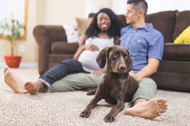 Expecting couple at home with their dog